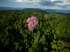Fazenda comp ambiental 40.000ha cert. icmbi - am